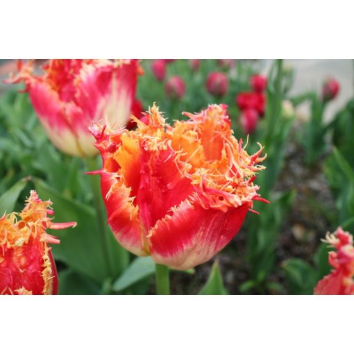 Tulipa Real Time - Tulipán