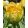 Tulipa Vanila Coup