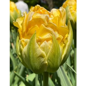 Tulipa Vanila Coup
