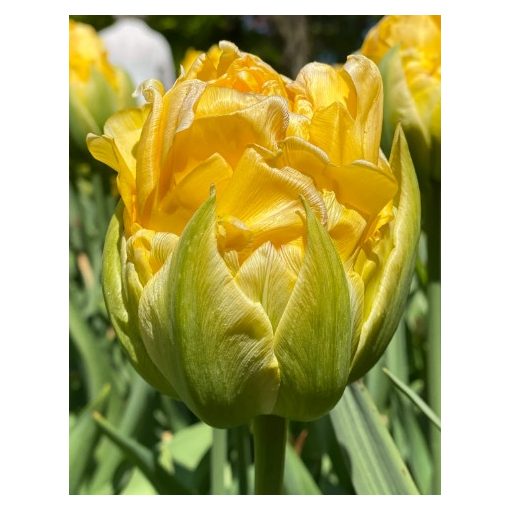 Tulipa Vanila Coup