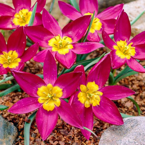 Tulipa humilis Odalisque - Tulipán