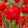 Tulipa Abba - Tulipán