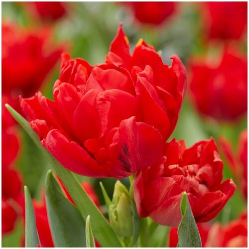 Tulipa Abba - Tulipán