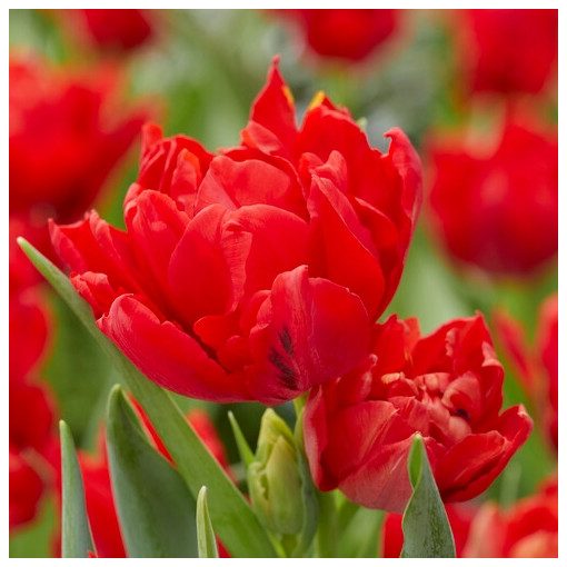 Tulipa Abba - Tulipán
