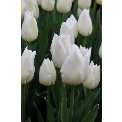 Tulipa Agrass White - Tulipán
