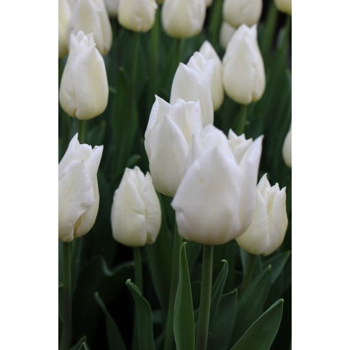 Tulipa Agrass White - Tulipán