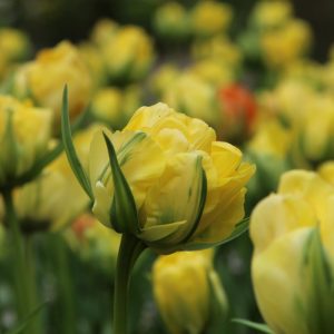 Tulipa Akebono - Tulipán