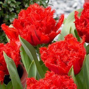 Tulipa Anfield - Tulipán