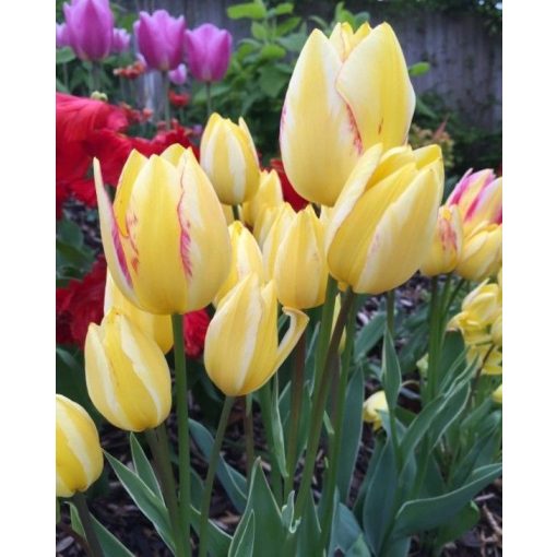 Tulipa Antoinette - Tulipán