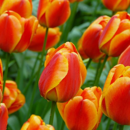 Tulipa Apeldoorn Elite - Tulipán