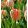 Tulipa Apricot Parrot - Tulipán