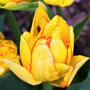 Tulipa Aquilla - Tulipán