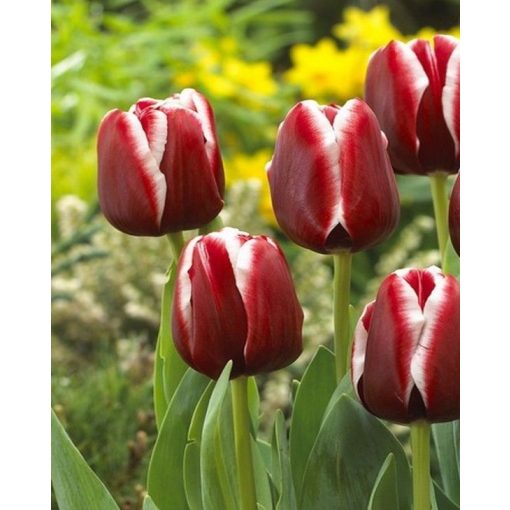 Tulipa Armani - Tulipán