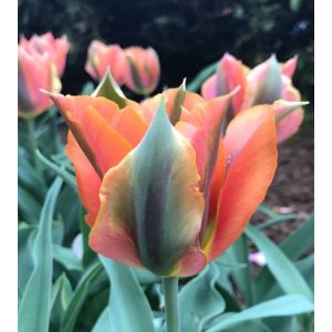 Tulipa Artist - Tulipán