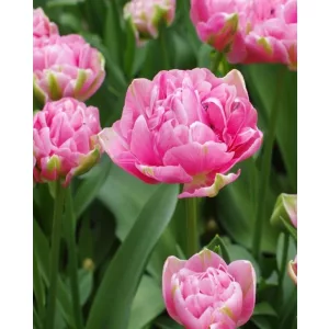 Tulipa Aveyron - Tulipán