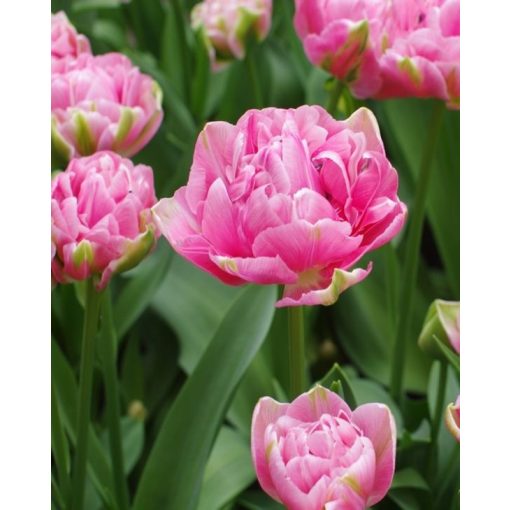 Tulipa Aveyron - Tulipán