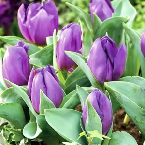 Tulipa Baby Blue - Tulipán