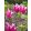 Tulipa Ballade - Tulipán