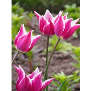 Tulipa Ballade - Tulipán