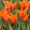 Tulipa Ballerina - Tulipán