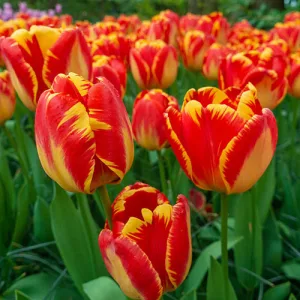 Tulipa Banja Luka - Tulipán