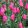 Tulipa Barcelona - Tulipán