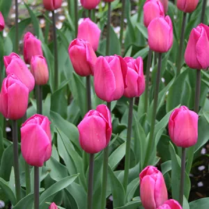 Tulipa Barcelona - Tulipán