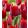 Tulipa Bastogne - Tulipán