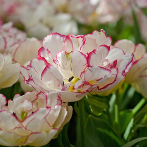 Tulipa Belicia - Tulipán