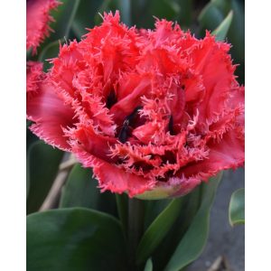Tulipa Bendigo - Tulipán