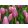 Tulipa Big Love - Tulipán