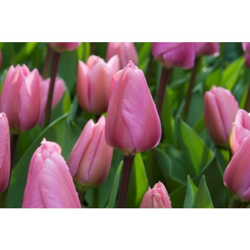 Tulipa Big Love - Tulipán