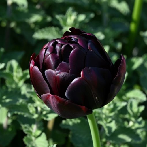 Tulipa Black Hero - Tulipán