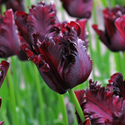 Tulipa Black Parrot - Tulipán
