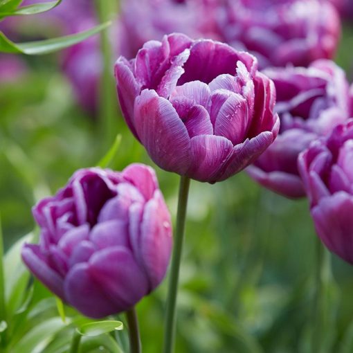 Tulipa Blue Diamond - Tulipán