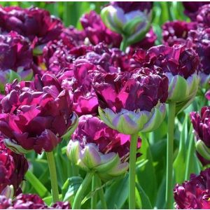 Tulipa Blue Wow - Tulipán