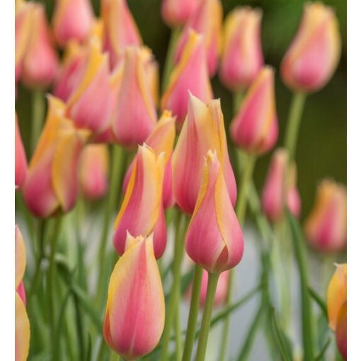 Tulipa Blushing Lady - Tulipán
