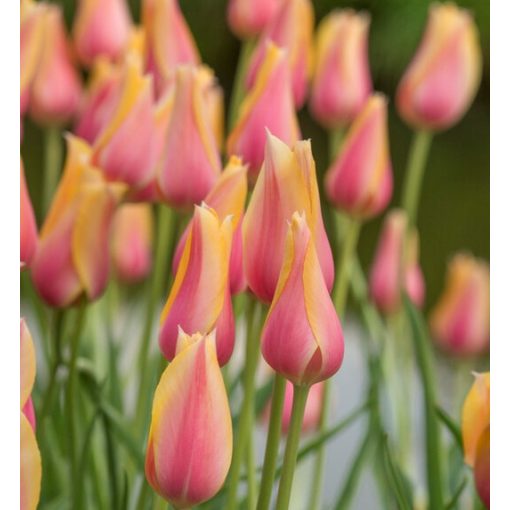 Tulipa Blushing Lady - Tulipán