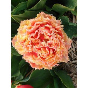 Tulipa Brisbane - Tulipán