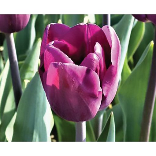 Tulipa Bullit - Tulipán