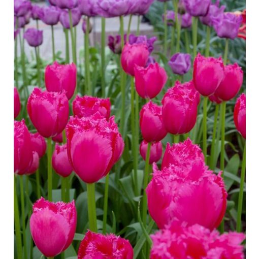 Tulipa Burgundy Lace - Tulipán