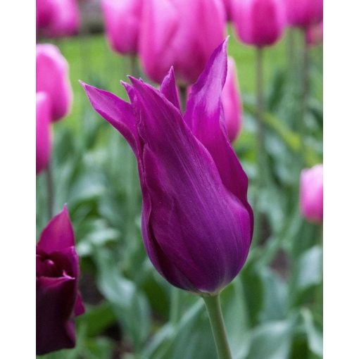 Tulipa Burgundy - Tulipán