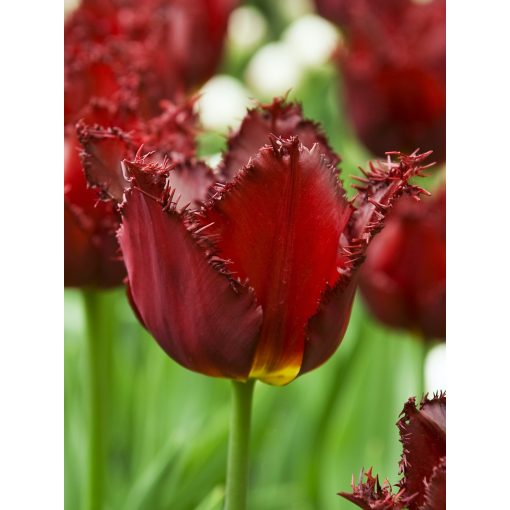 Tulipa Calibra - Tulipán