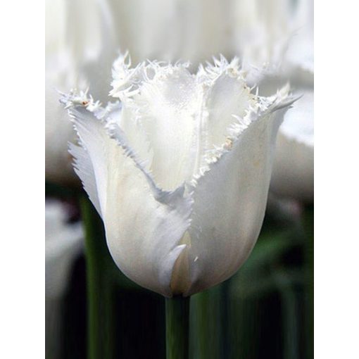 Tulipa Cambridge - Tulipán