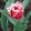 Tulipa Canasta - Tulipán