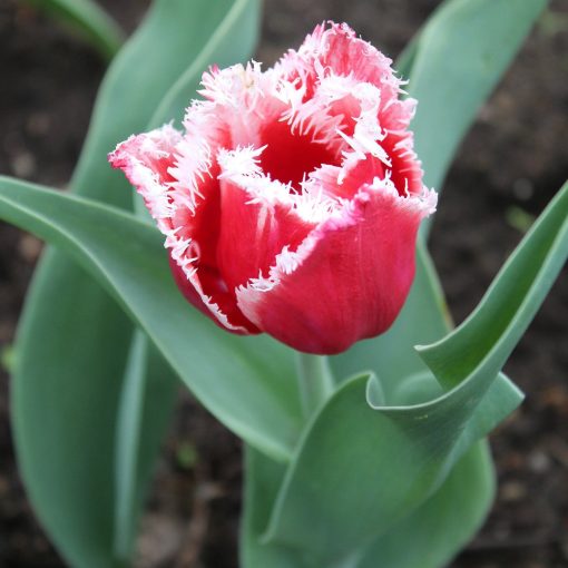 Tulipa Canasta - Tulipán