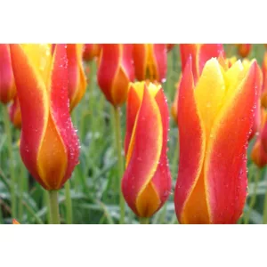 Tulipa Candela Festival - Tulipán