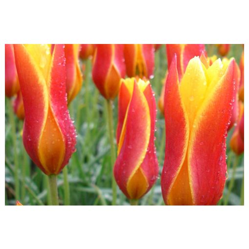 Tulipa Candela Festival - Tulipán