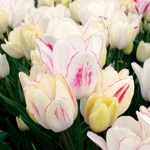 Tulipa Candy Club - Tulipán