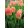 Tulipa Candy Corner - Tulipán